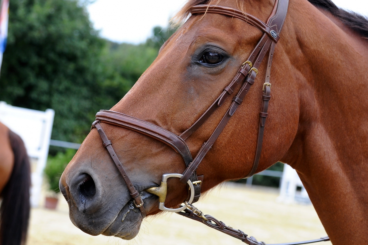 Dolcetto_Portrait